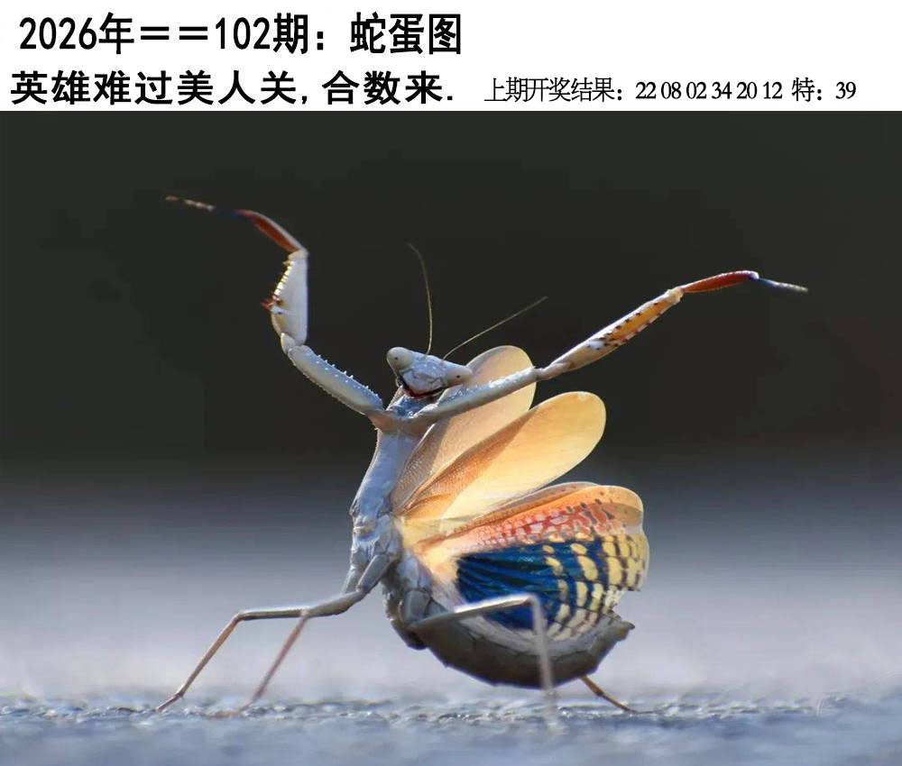 102期另版蛇蛋图[图]